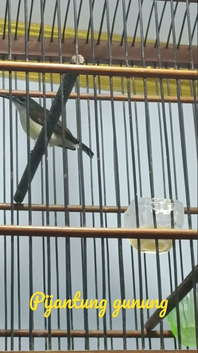 pijantung gunung gacor #shorts