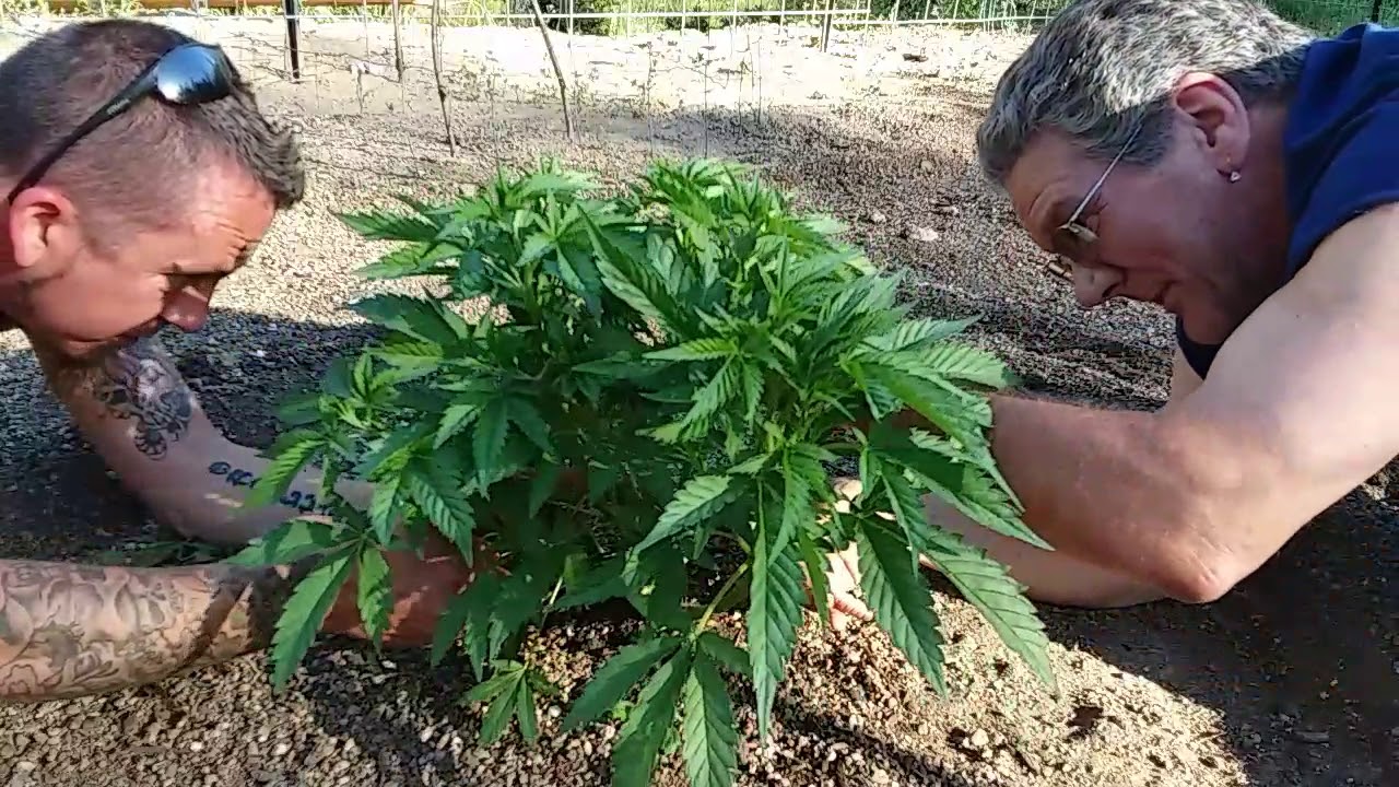 Walkthrough and cleaning out Jack Frost plants.