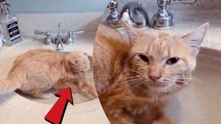 Cat takes bath in sink 🤣