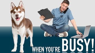 How to Raise a Dog When You're Busy