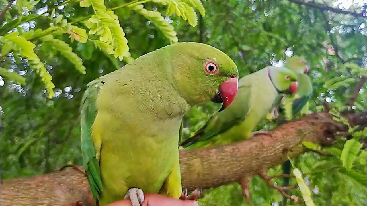 Loud Parrot Chirping Natural Parrot Sounds Parrot Calling Sounds