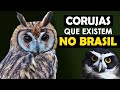 CORUJAS DO BRASIL - As incríveis corujas brasileiras, como elas cantam? Mais rara? | Strigiformes