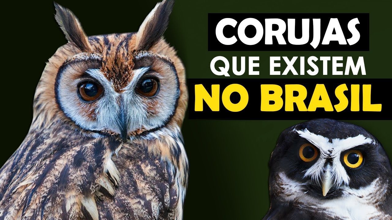 CORUJAS DO BRASIL – As incríveis corujas brasileiras, como elas cantam? Mais rara? | Strigiformes