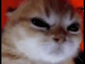Stream