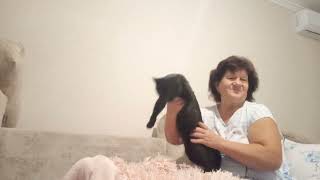 картинка: 🐾 История котика Сэмика | Как я выкормила его с ложечки и он стал хранителем дома 🐱