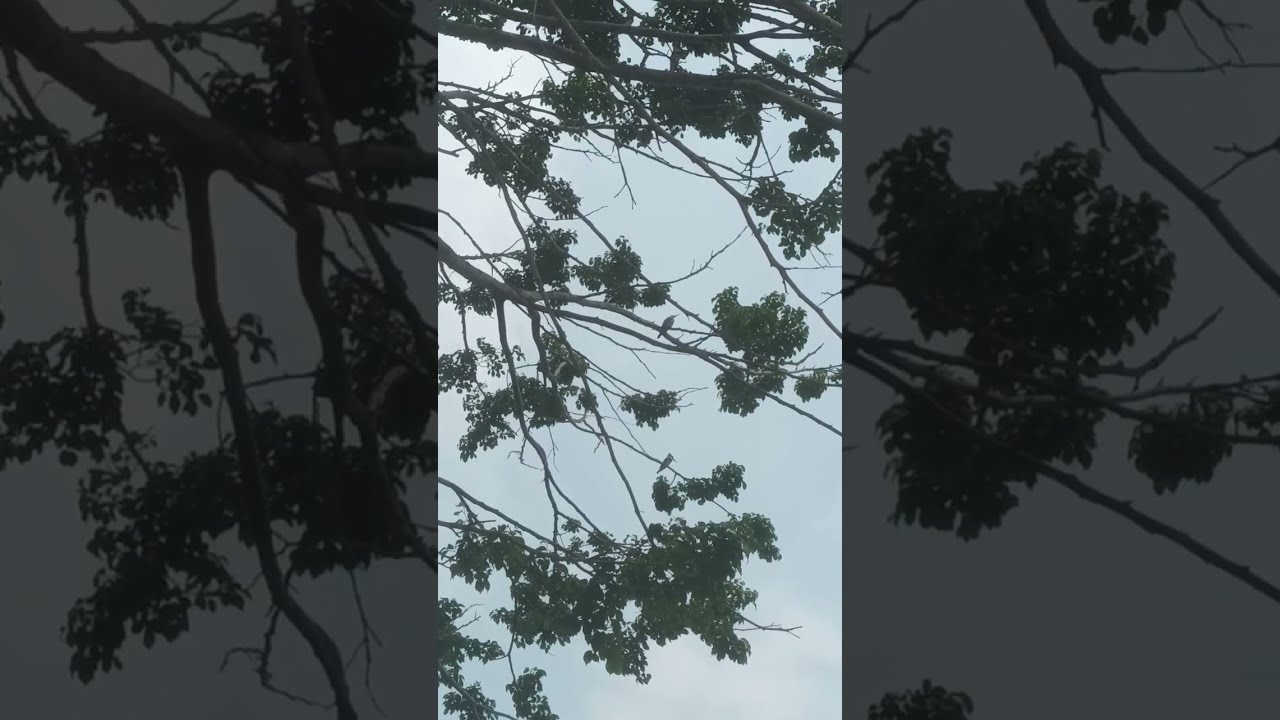 blue heron kingfisher egret birds bugs sounds fly perch on tree branches|canoe speedboats 