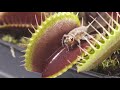 Venus fly traps eating  slow motion 4k