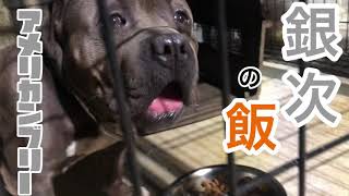 食事 アメリカンブリー成犬の食事風景ですamerican Bully Youtube 食事 アメリカンブリー成犬の食事風景ですamerican Bully Youtube