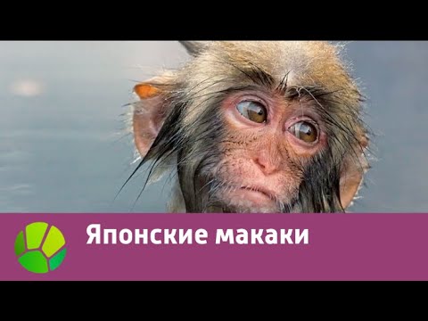 Японские макаки | Живая Планета