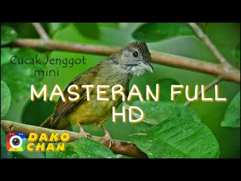 Suara Burung Cucak Jenggot Mini Mp3 Download Stafaband