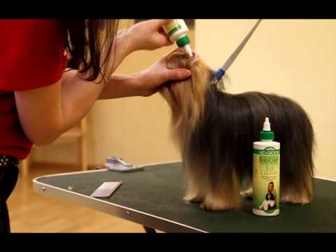 Работа с косметикой Biogroom - йоркширский терьер