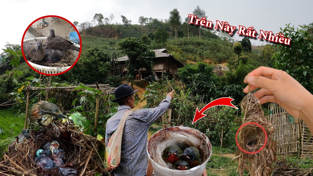 Tổ Sắc Pháo Non Thêm Ổ Cu Gáy | Dân Tộc Tây Bắc Tv