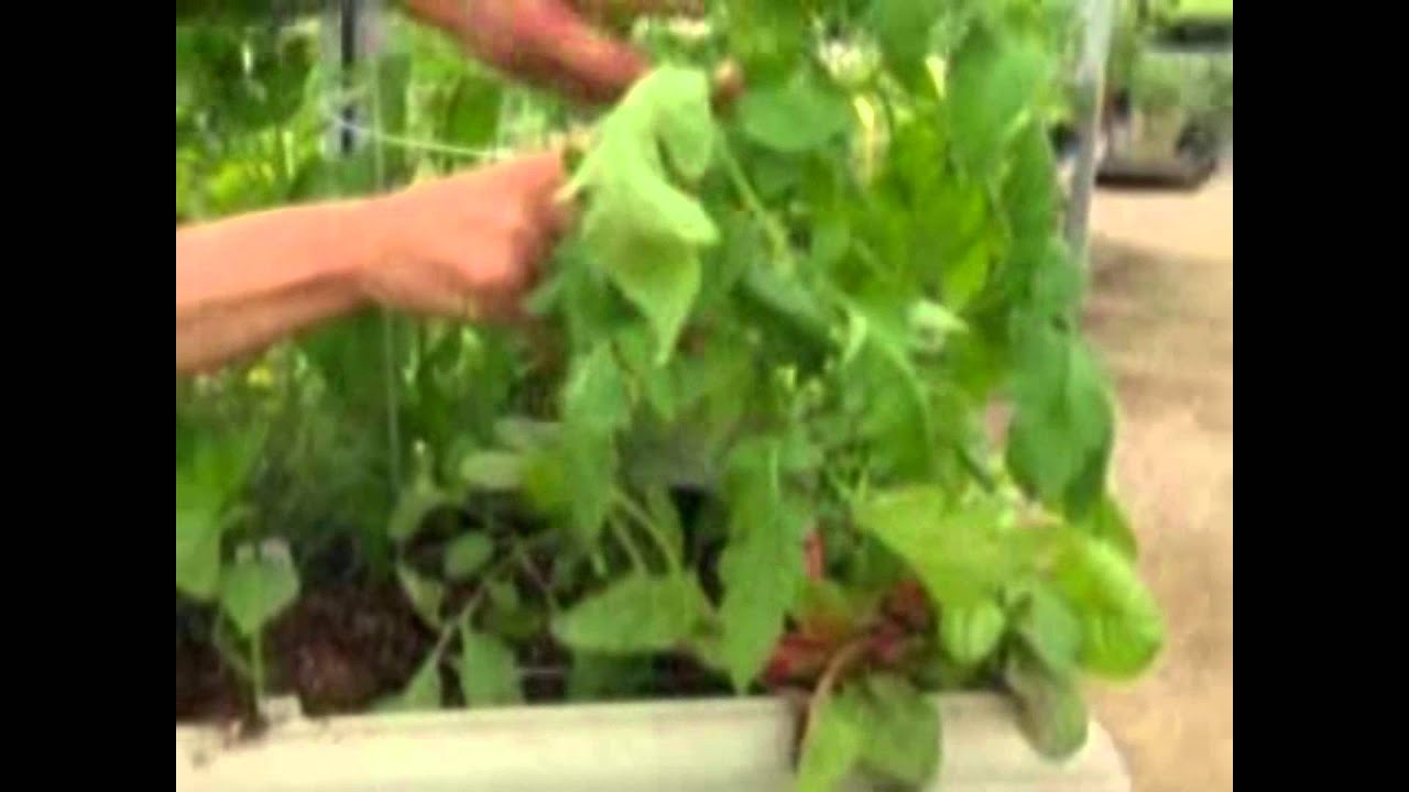 Growing a Vegetable Garden in Planters YouTube