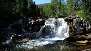 Beautiful waterfall in the summer forest