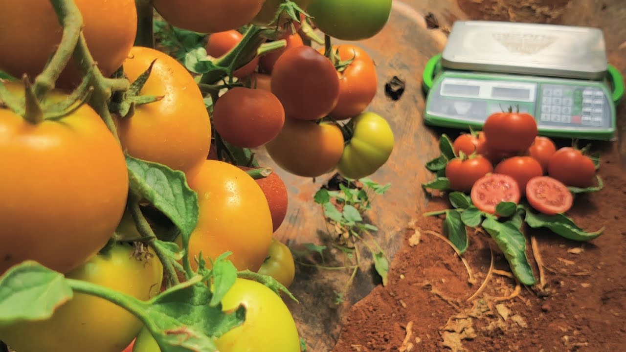 صنف طماطم بريفا ف1 ( PRIVA F1) لشركة أرض ( الجزء 01).