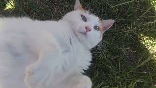 The beautiful Turkish Van Cat 'Autumn' talking in the Sun.