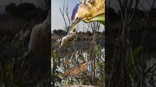 El Avetoro Común shorts #birds #animals #pajaros #nature #cantodepajaros #wildlife