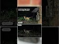 The BEST Trail Cam - XEGA XG-11