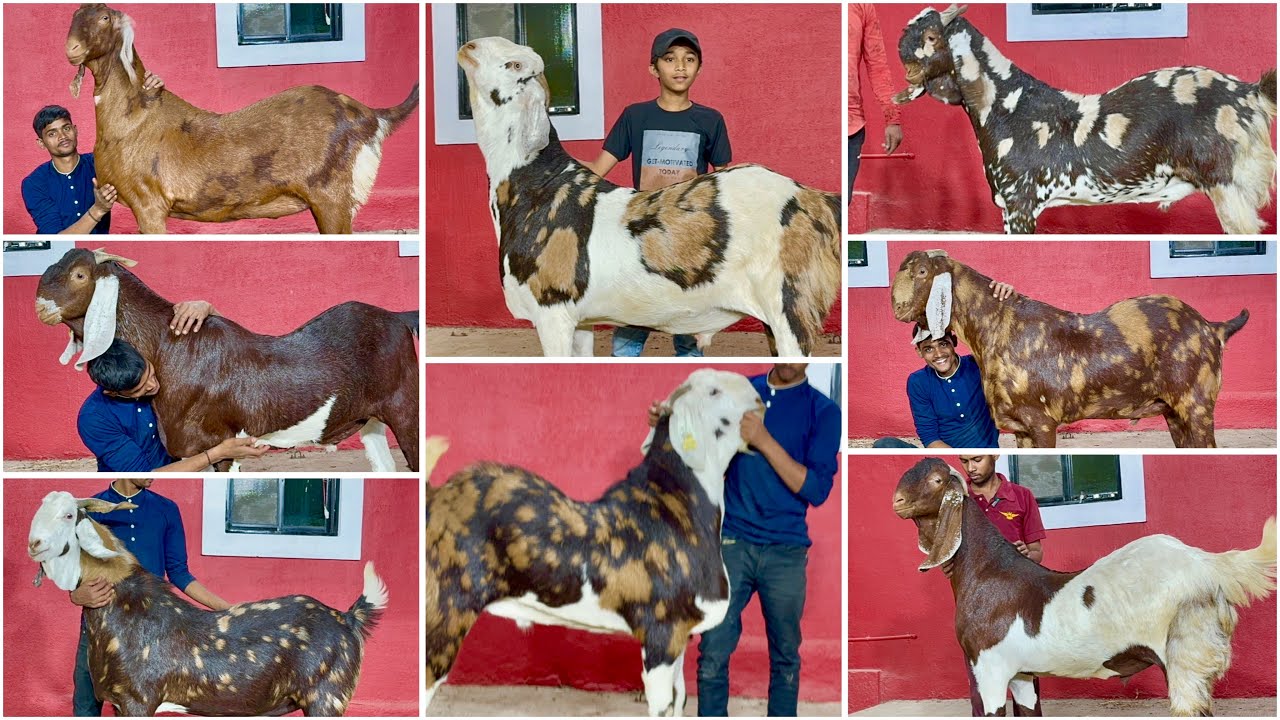 JD Goat Farm Ramadan Series Ep 27 | Big Khassi Goats on Palai