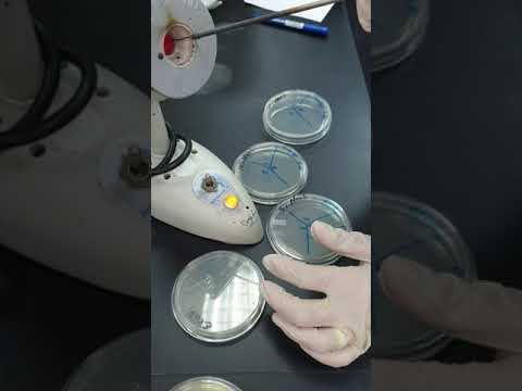 Effect of Salinity on bacterial growth