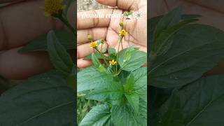 Acmella Repens Creeping Spotflower