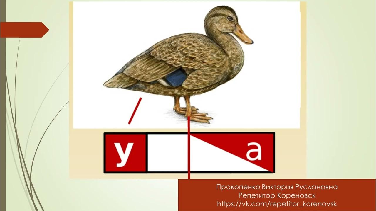 Утка схема 1 класс цветная. Схема слова 1 класс. Звуковой анализ слова утка. Буква у утка. Звуковой анализ слов карточки.