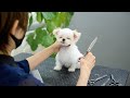 噛まないでもらえますか?(チワワ x シーズー チワズーの子犬)
