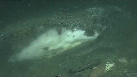 Searching for Methane Hydrates of Cascadia Margin | Nautilus Live