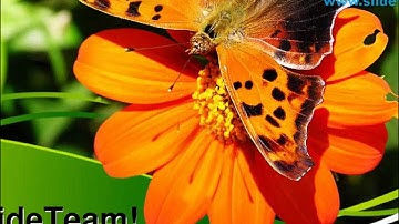 Butterfly On Orange Flower Nature PowerPoint Templates Themes And Backgrounds ppt layouts