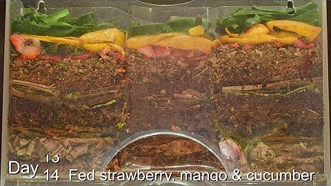 Worm Farm Cocoon Nursery 70-Day FAST Time-lapse - African NC Red Wiggler Euro NC vermicomposting