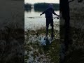 Snakehead fishing fishing shorts viral amazing short