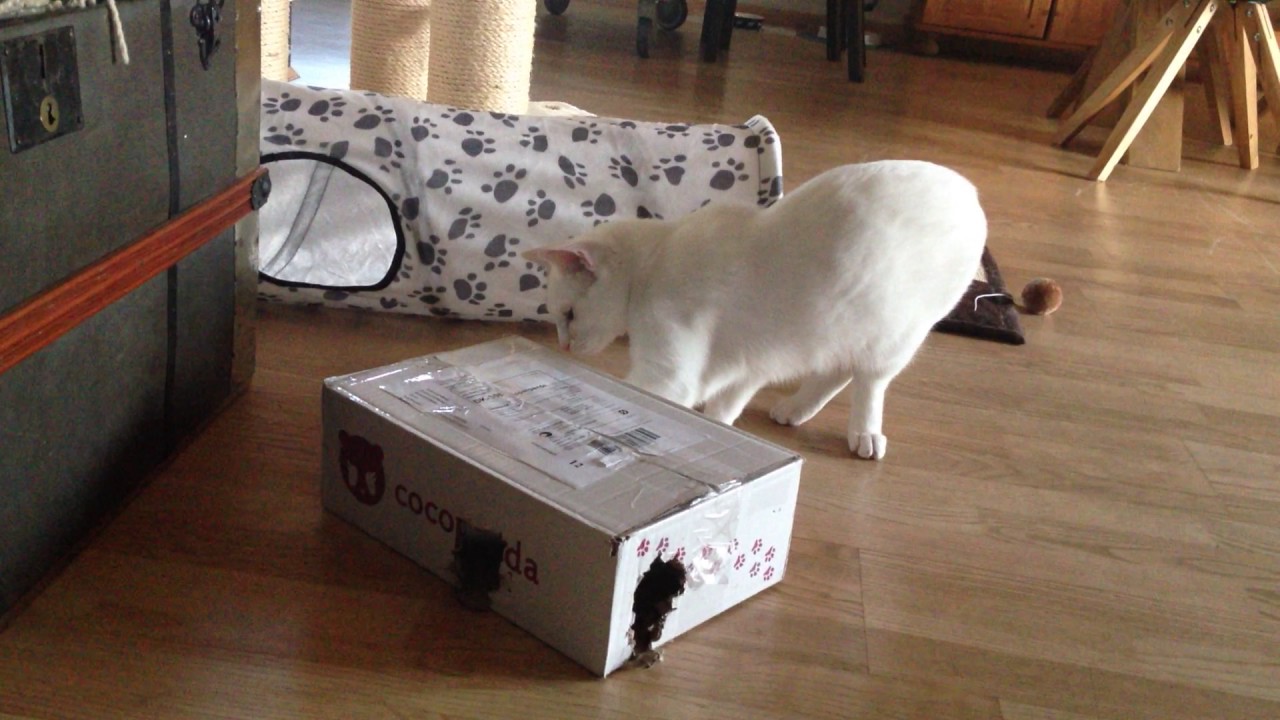 Victor the deaf cat working on some treats 