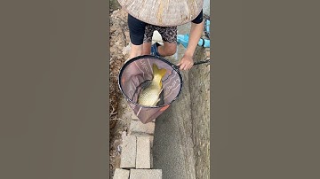 báo cá sông cà lồ mùa nước lũ 2025 anh ơi#funny