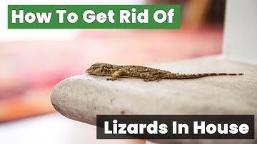 How To Get Rid Of Lizards In House Fast: Safe and Effective Techniques