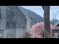 2022/03/05河津桜祭りライブ【#中部ずい】