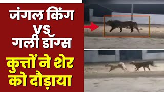 Gujrat Lion Viral Video : कुत्ते से डर कर भागा जंगल का राजा | देखिए कैसे उल्टे पांव भागा शेर