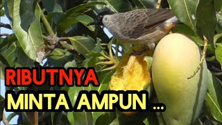 Cukup di depan Rumah bisa lihat Kutilang liar cari Makan | Kicau nya Amazing