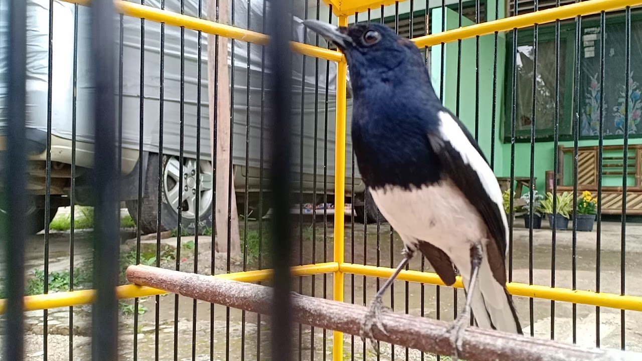 Pancingan burung kacer , burung bahan pasti langsung nyaut 