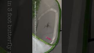 The Thailand Giant Cave Huntsman Spider Heteropoda Sp.