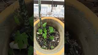 Garden Overview First Area Part 1 Plant Flower Pot.