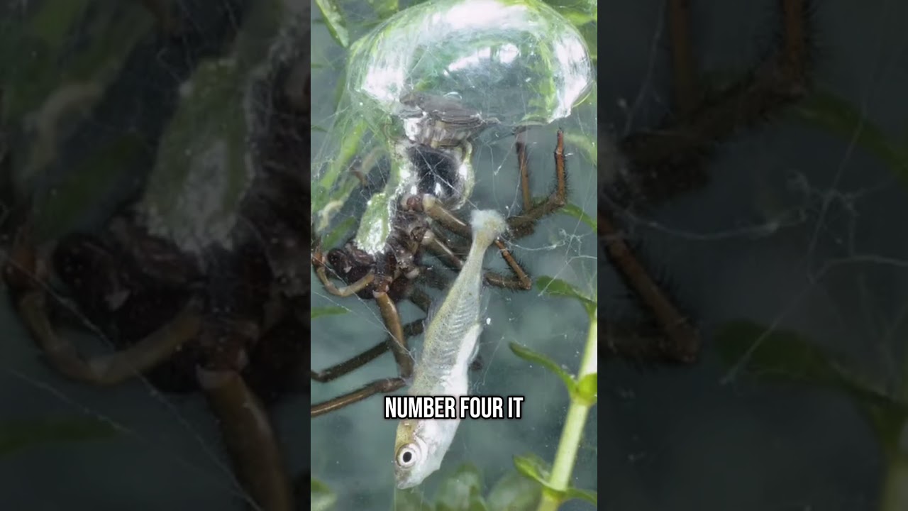 Top 5 Amazing Facts about the Diving Bell Spider