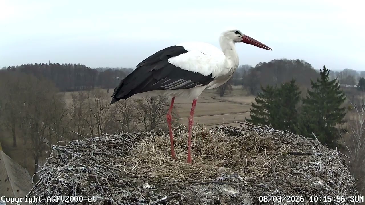 Der fleißige Horst 08.03.2026 Storchennest Altlandsberg