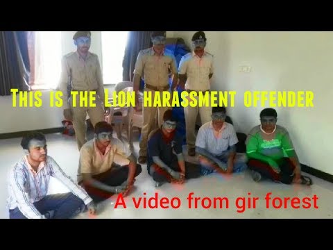 यह है बब्बर शेर को परेशान करने वाले अपराधी  Lion harassment offender arrested