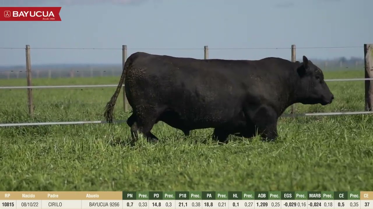 Lote 9 Toros PPI 3 AÑOS RP 10815