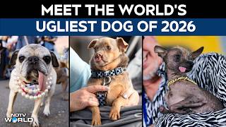 Jinny Lu Wins World’s Ugliest Dog Contest 2026, South Korea-Rescued Pug Takes Top Prize