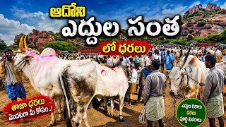Friday Adoni Bulls Market Videos 2026// 05/06/2026 Adoni Bulls farmers market 
