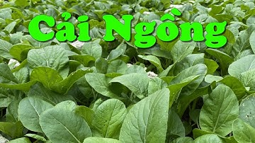 Cách Trồng Cải Ngồng Tại Nhà, Đơn Giản Mà Mập Ú Lu