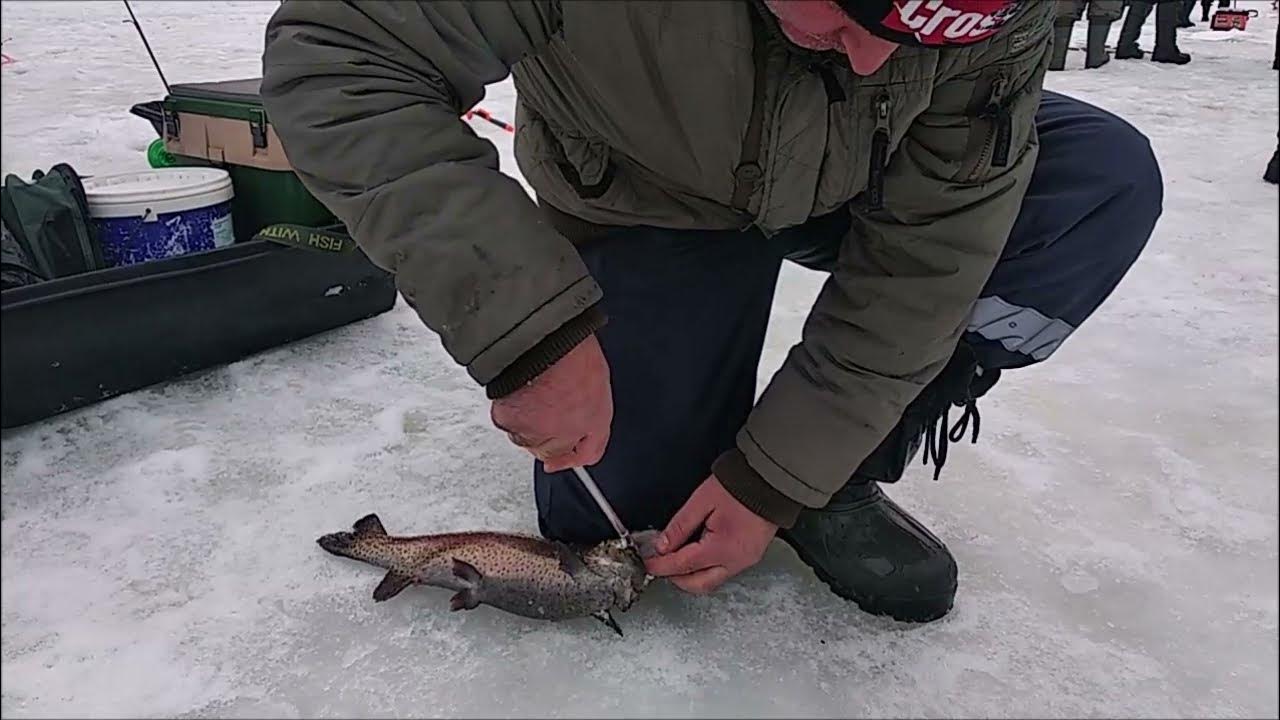 Клев форели на платниках