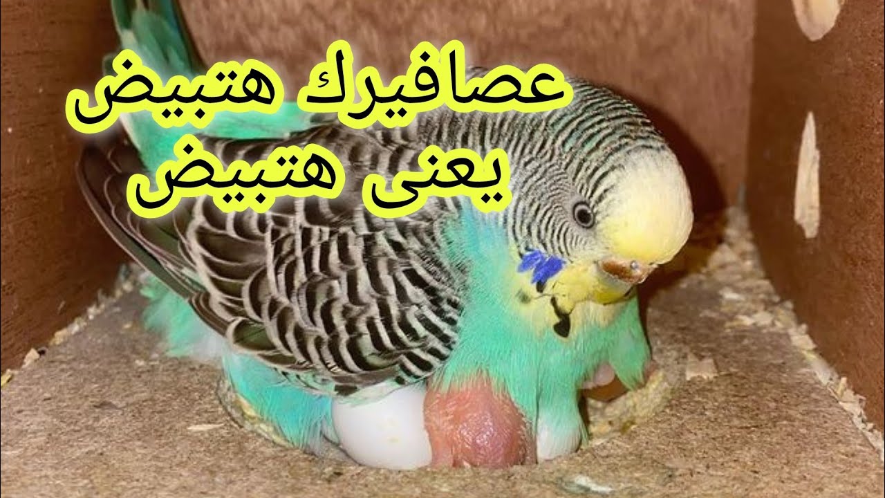 طريقة هتخلى عصافيرك تبيض غصب عنها لو العصافير مش عايزه تبيض جرب وادعيلى