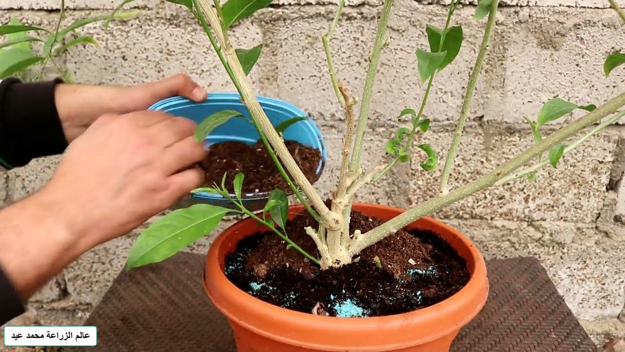 نبات مسك الليل مش راضي يزهر كيف تجعل مسك الليل يزهر عندك بغزارة طوال الوقت